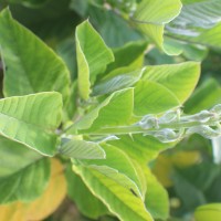 Crotalaria beddomeana Thoth. & A.A.Ansari